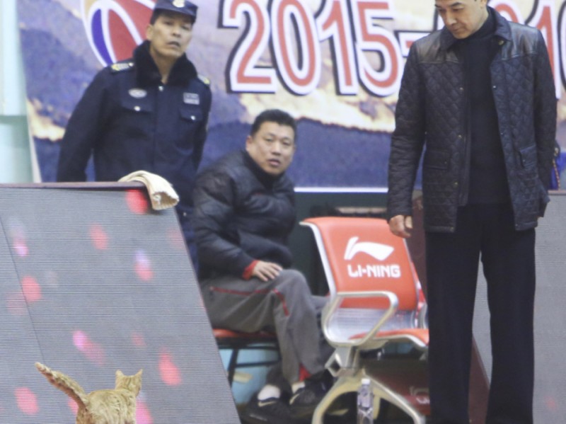 喵星人空降CBA赛场，阿的江指导瞬间被“萌”化，铁血赛场变温情瞬间